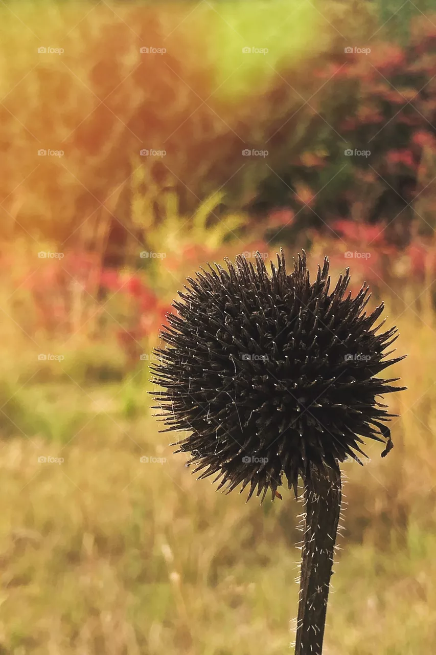 Autumn