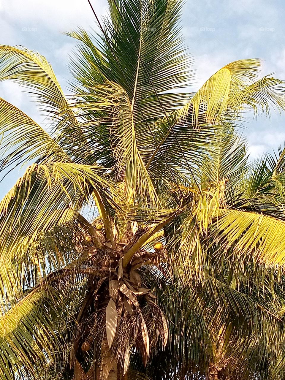 I love coconut water