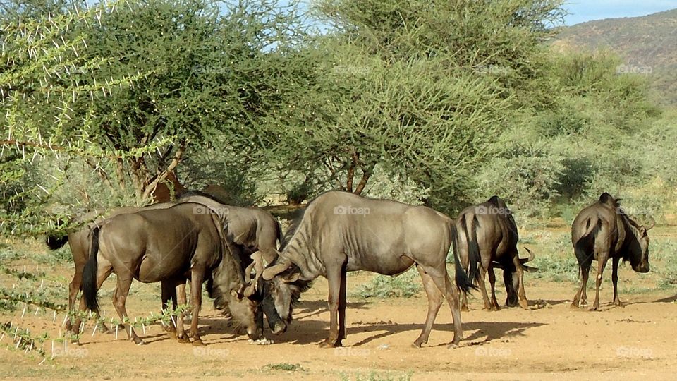 Wildebeests browzing