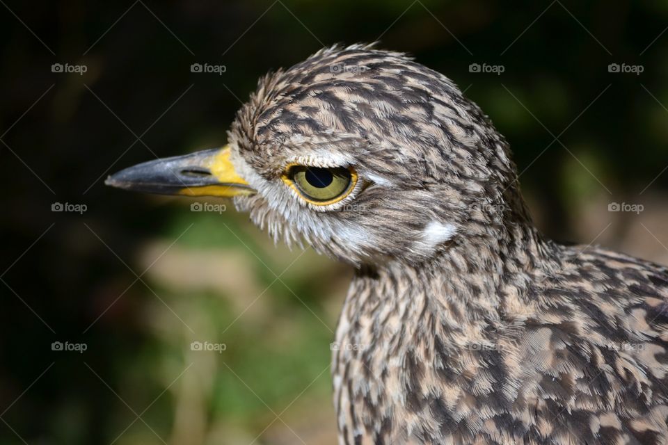 Close up of a bird 