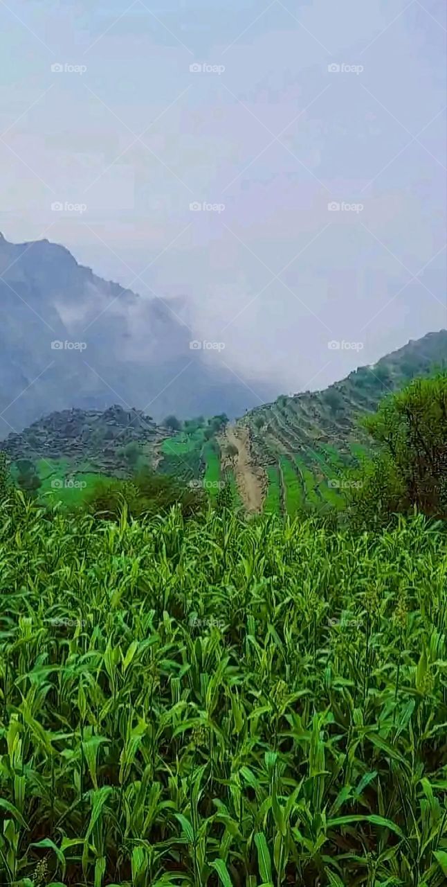 Glory be to God, the magnificent and picturesque view and the natural green trees are a view that is nothing more wonderful than it