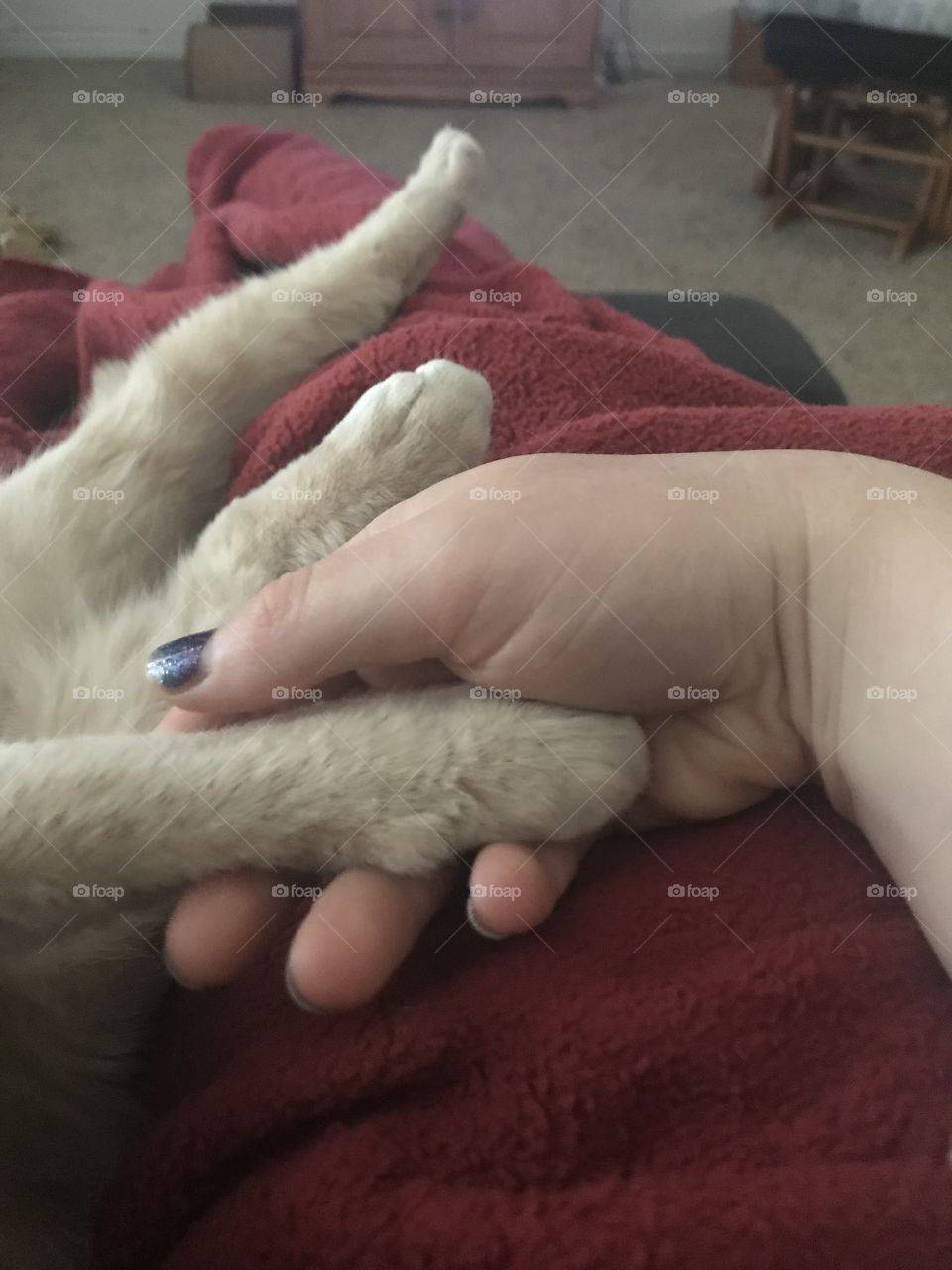 Trixy Swan the cat holding hands 