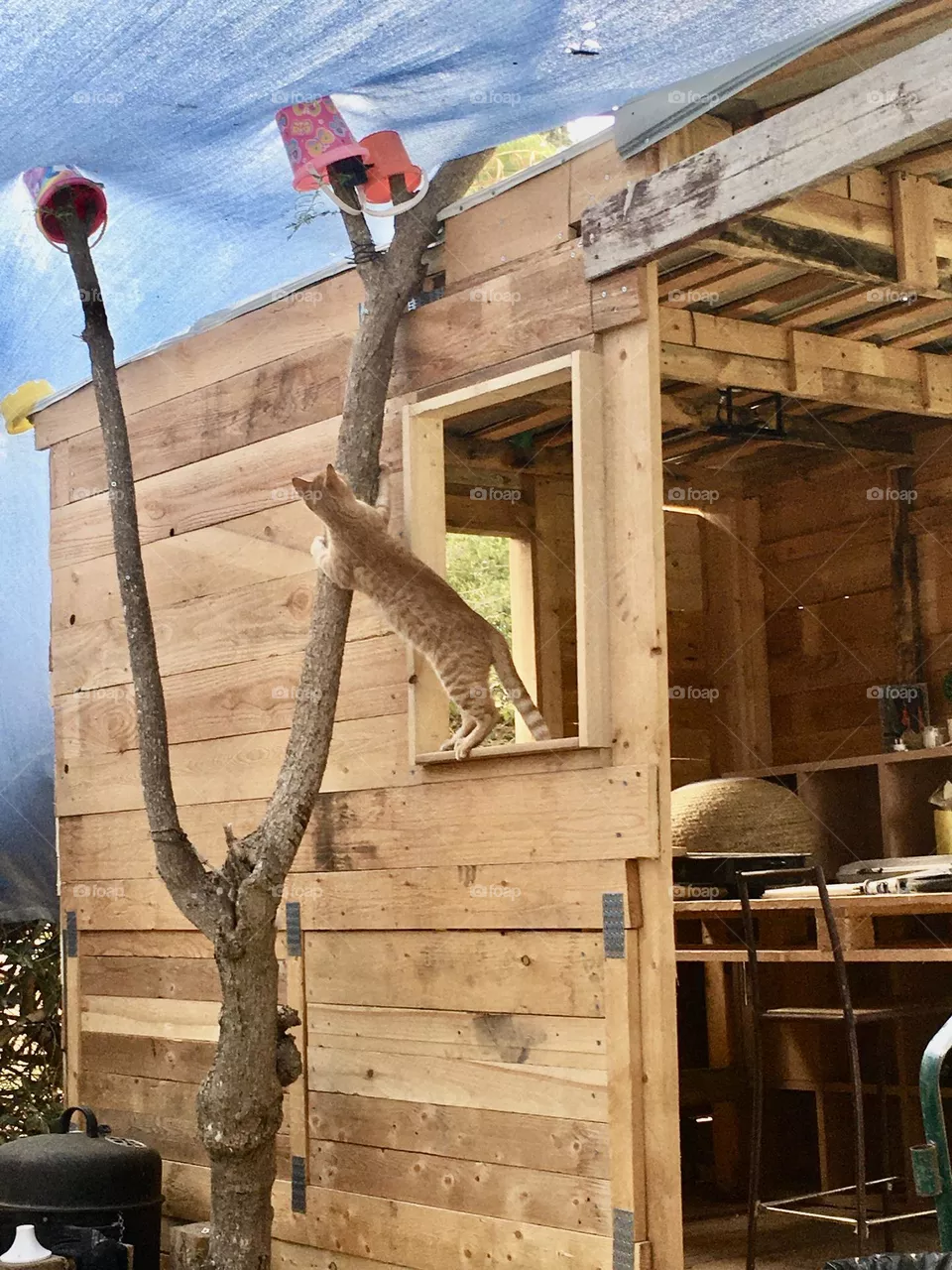 The treehouse cat