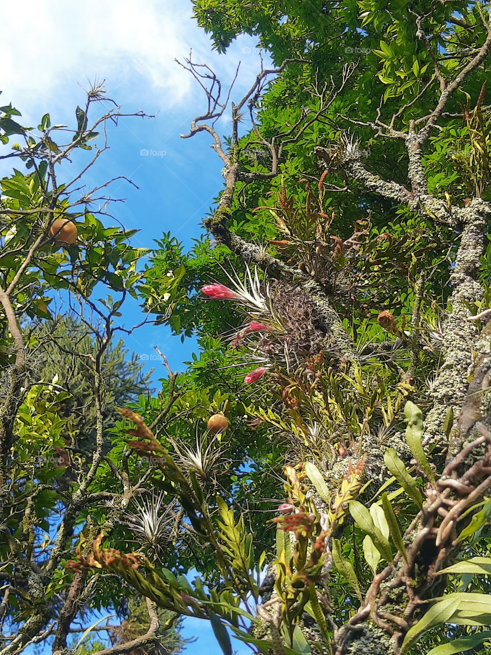 tillandsias on a tree