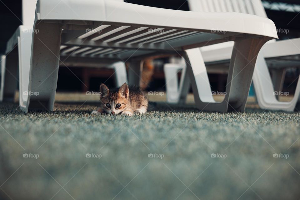 playful kitty under chair.  pet concept