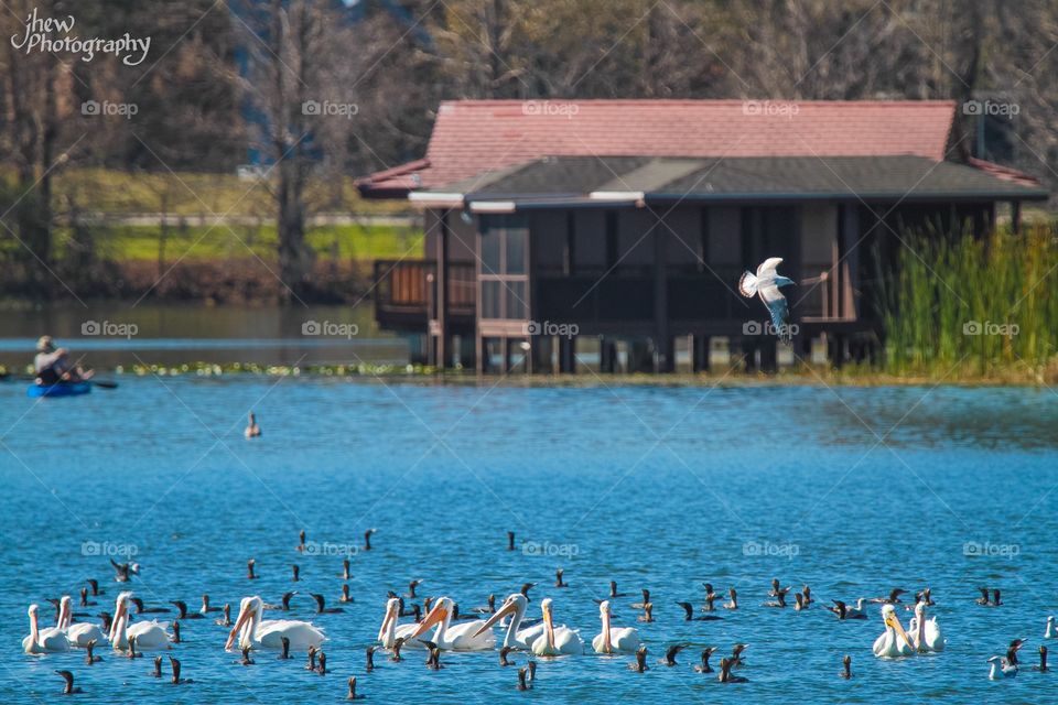 Lake Rowena- Winter Park, FL