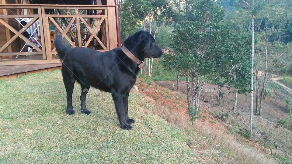 labrador observando