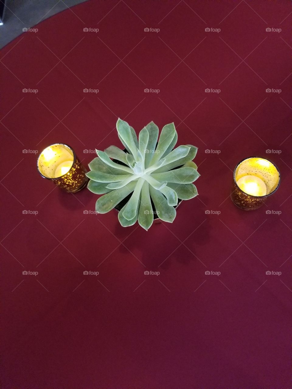 glowing succulent table decor