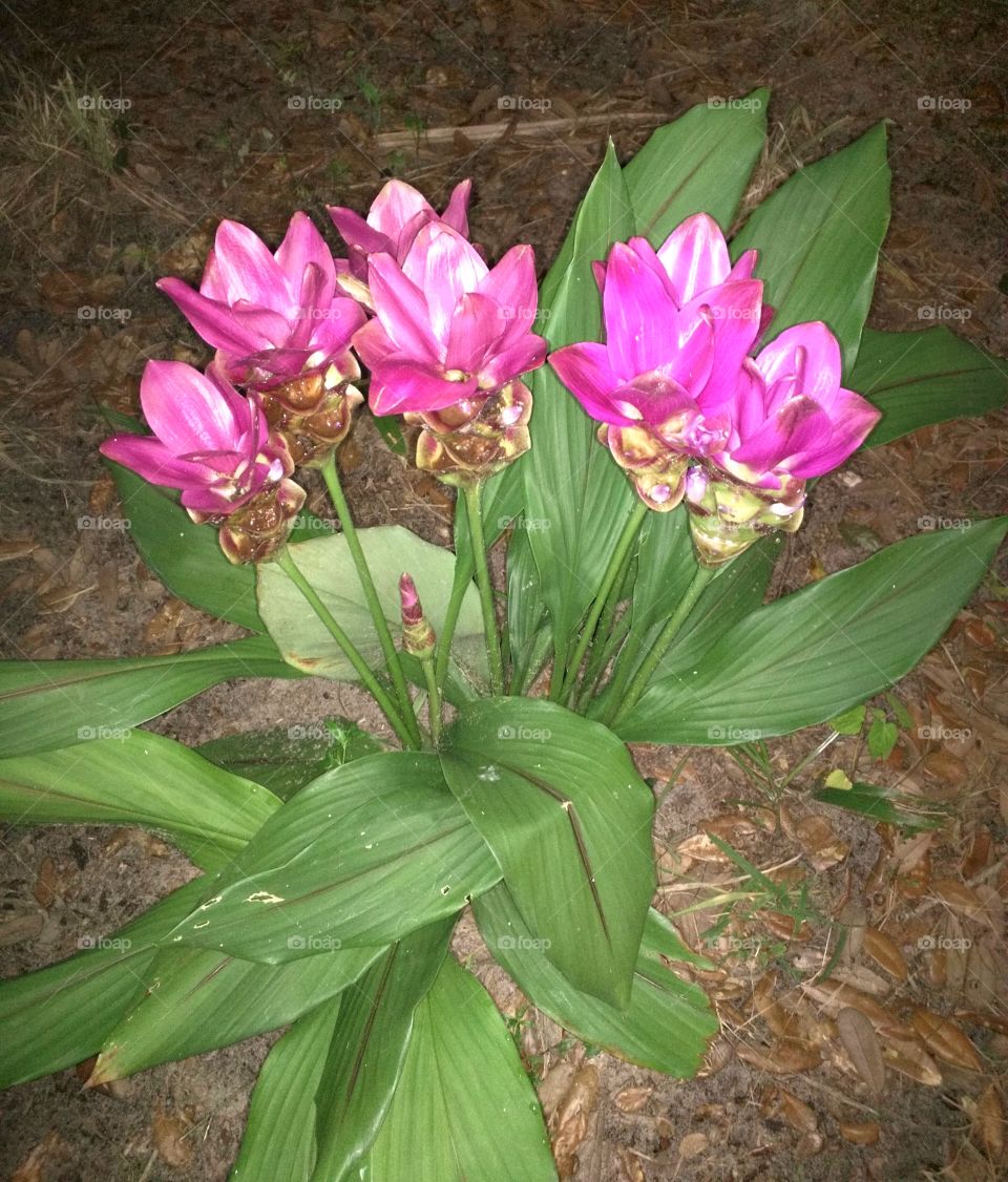 Pink Siam Tulips, also known as Curcuma alis matifolia