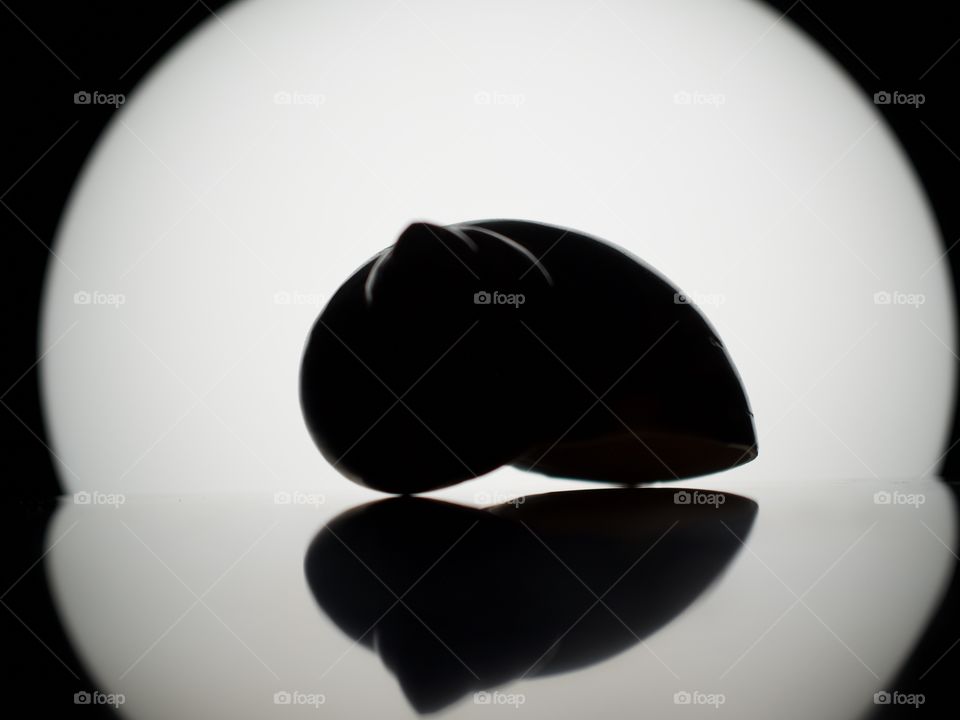 An seashell in front pf a light