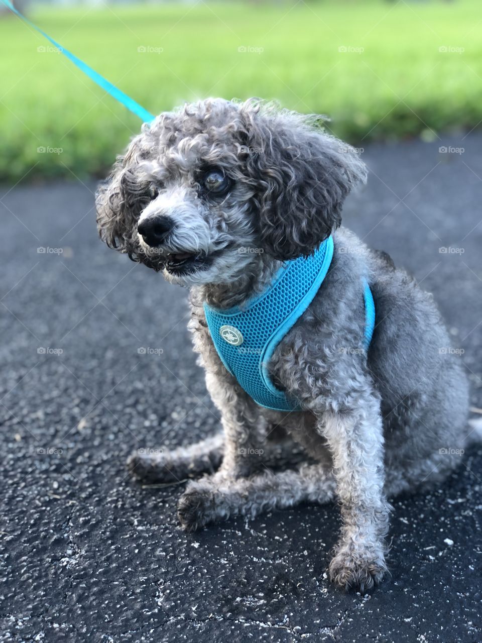 Puppy looking but not able to see