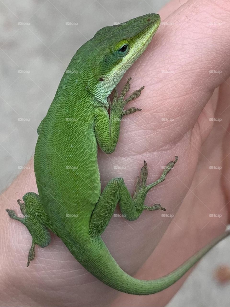 Beautiful close up of a lizard I got! I believe these are anole’s, but they sure are cool!