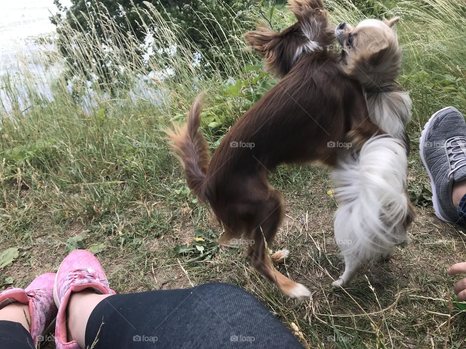Dogs Playing 