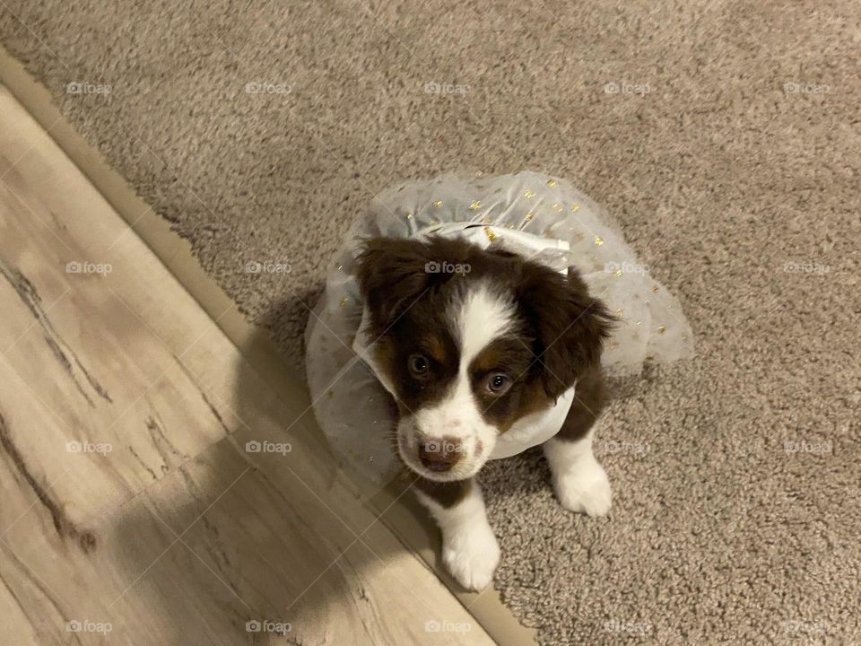 Mini Australian shepherd 