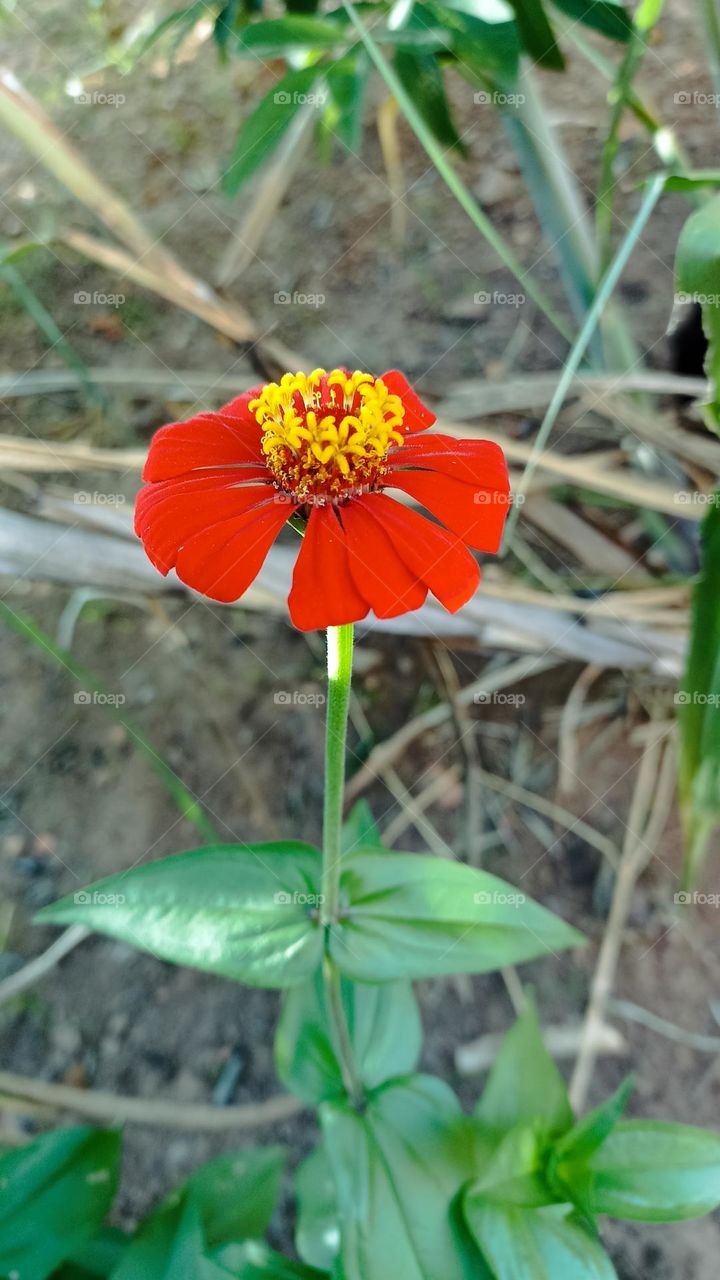 Red flower of tea you can go now