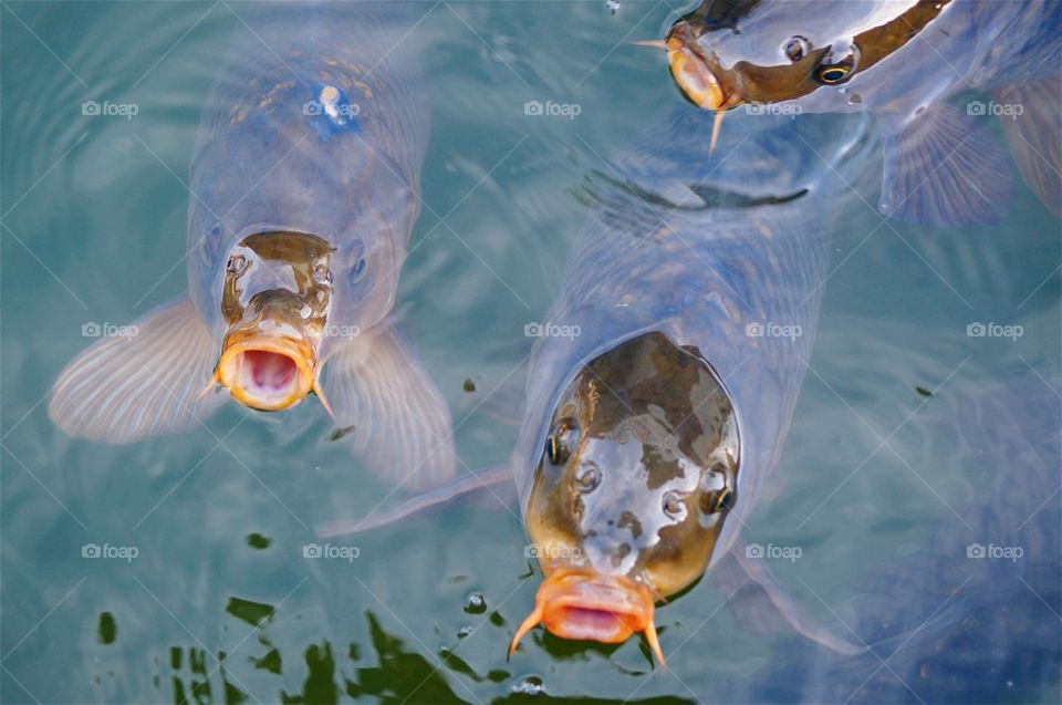 High angle view of fishes in water