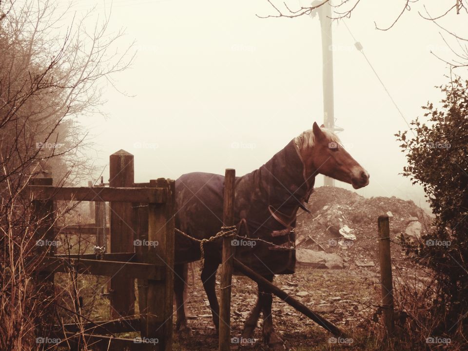 horse in the fog