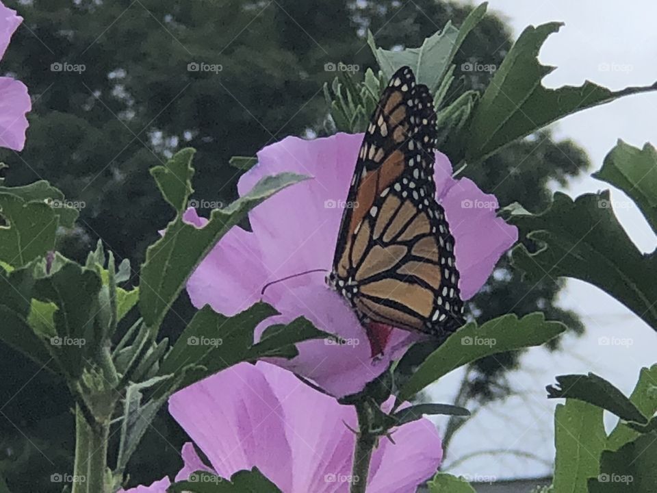 Monarch butterfly on Rose of Sharon 