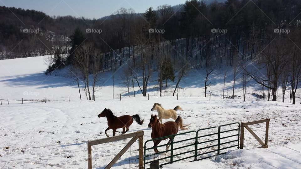 Arabians running in snow