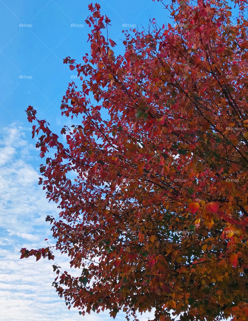 Autumn Tree