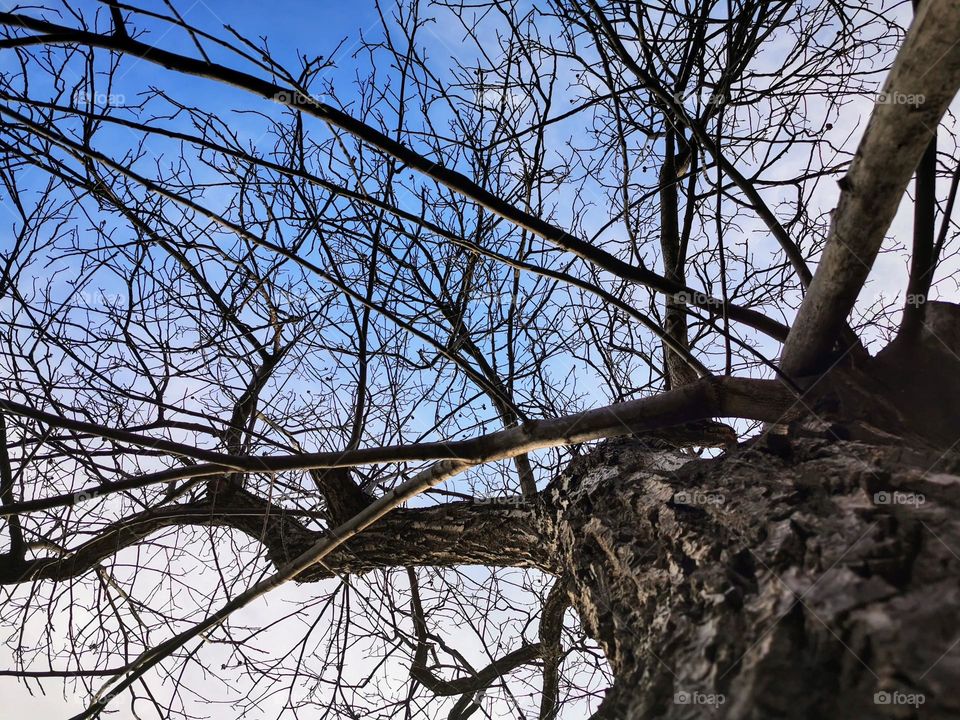 through the lens of a tree