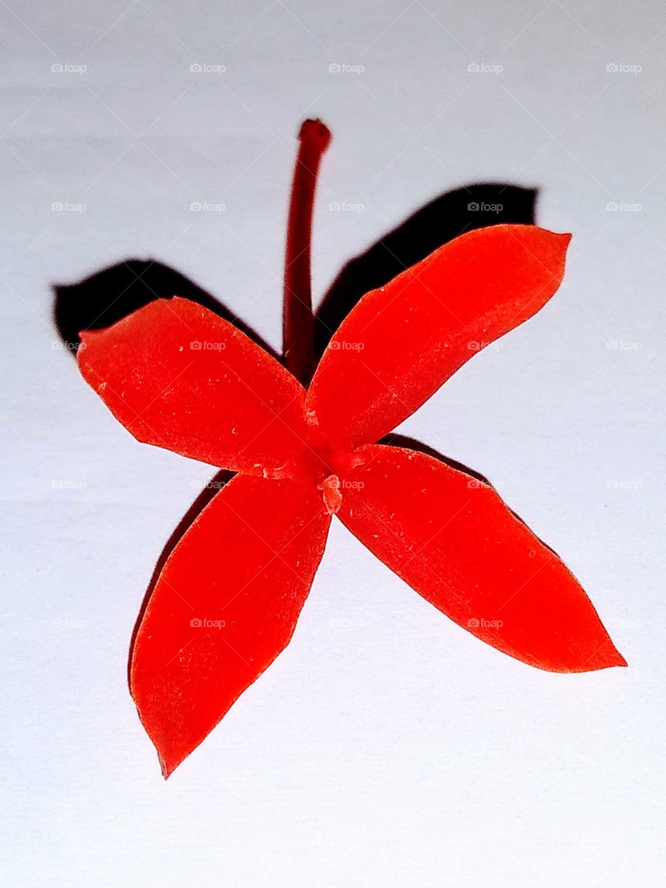 a small red flower