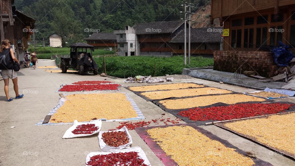 crop drying in a village