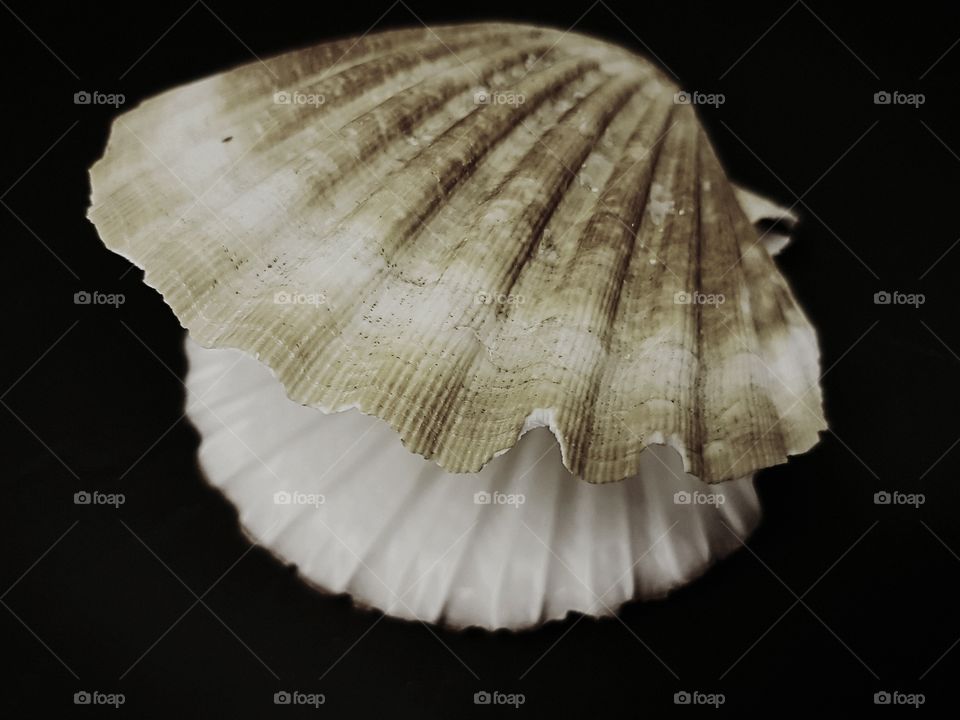 Scallop shell in close-up on black background
