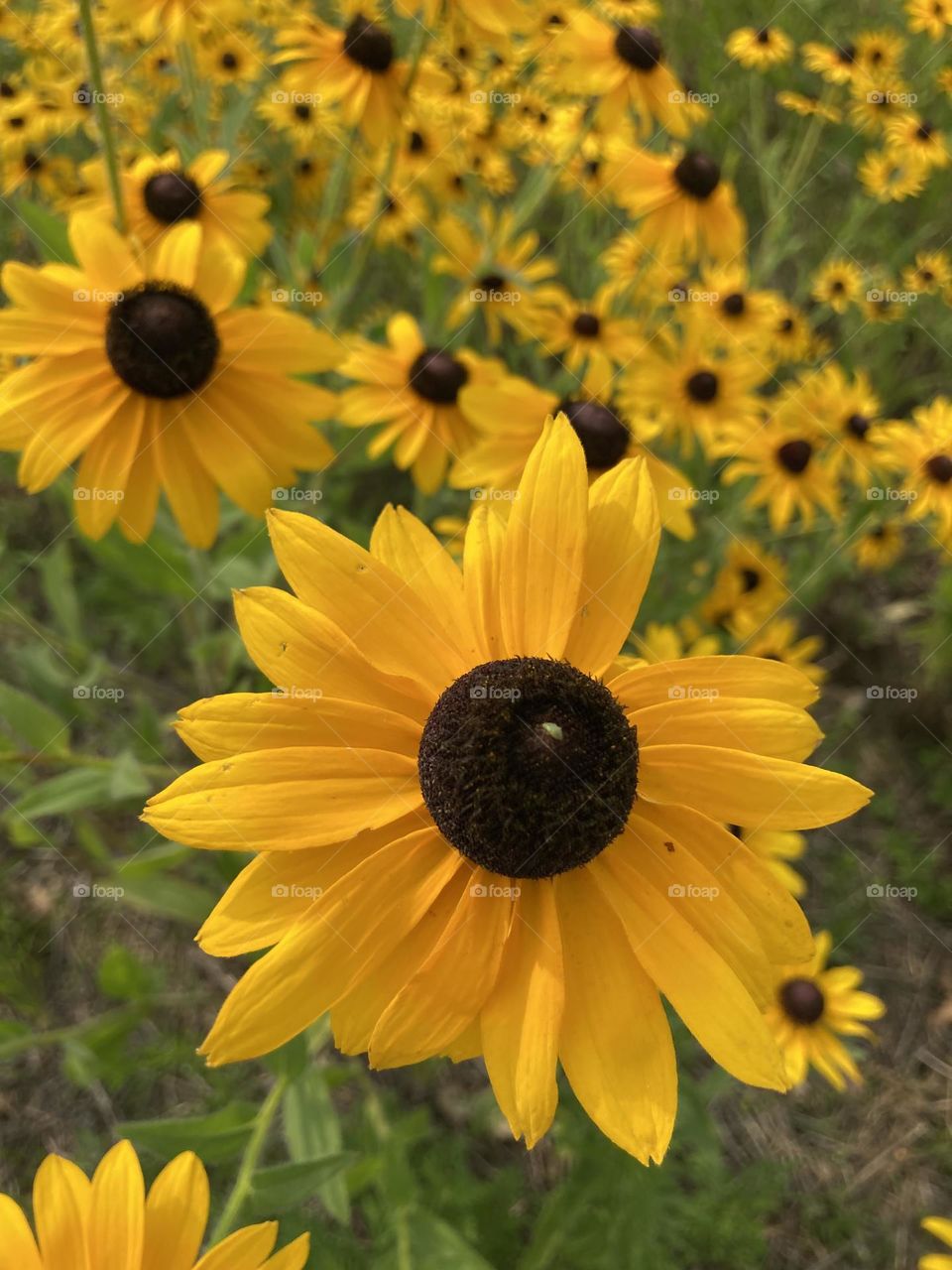 Butterfly Garden of Black-Eyed Susan