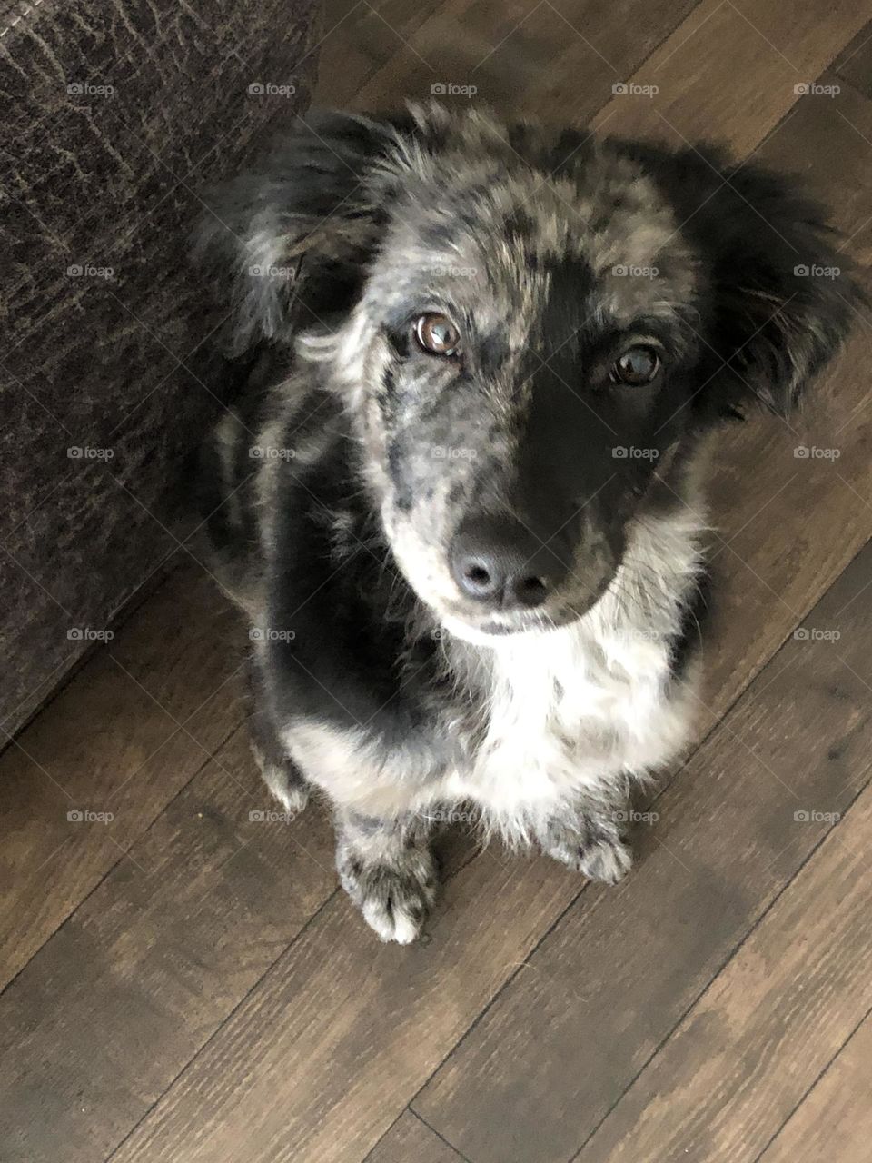 Meet Cap, an adorable puppy 🐶