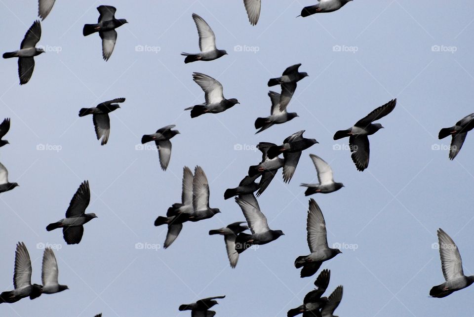 pigeons in flight
