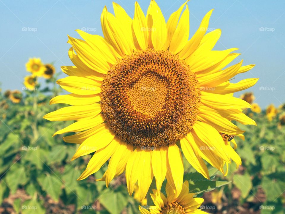 Close up of sunflower