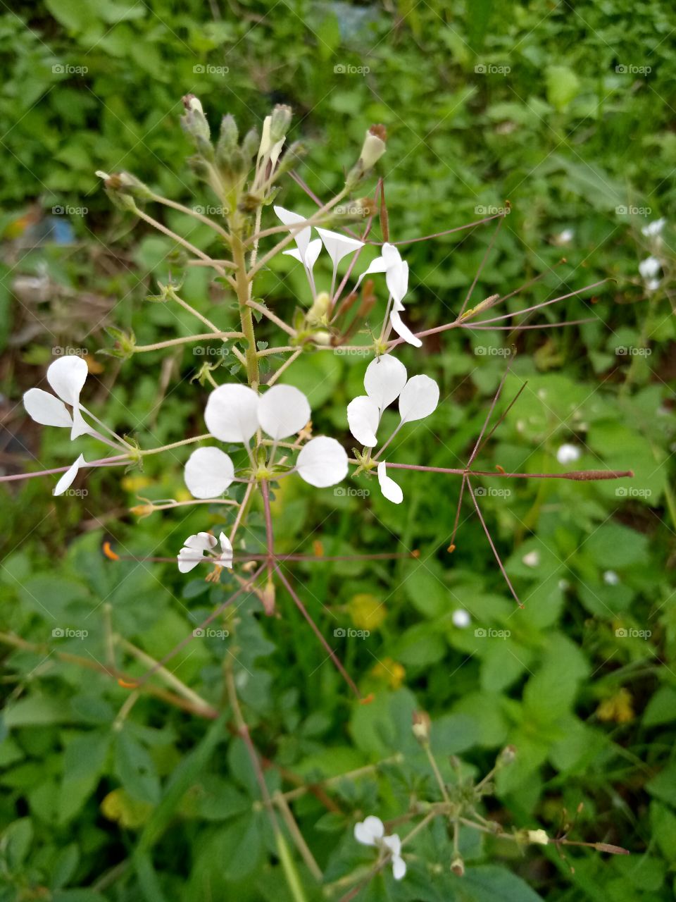 this is called in my dialect kinaski, it is a vegetable and is delicious for soup making. it helps in system cleansing.