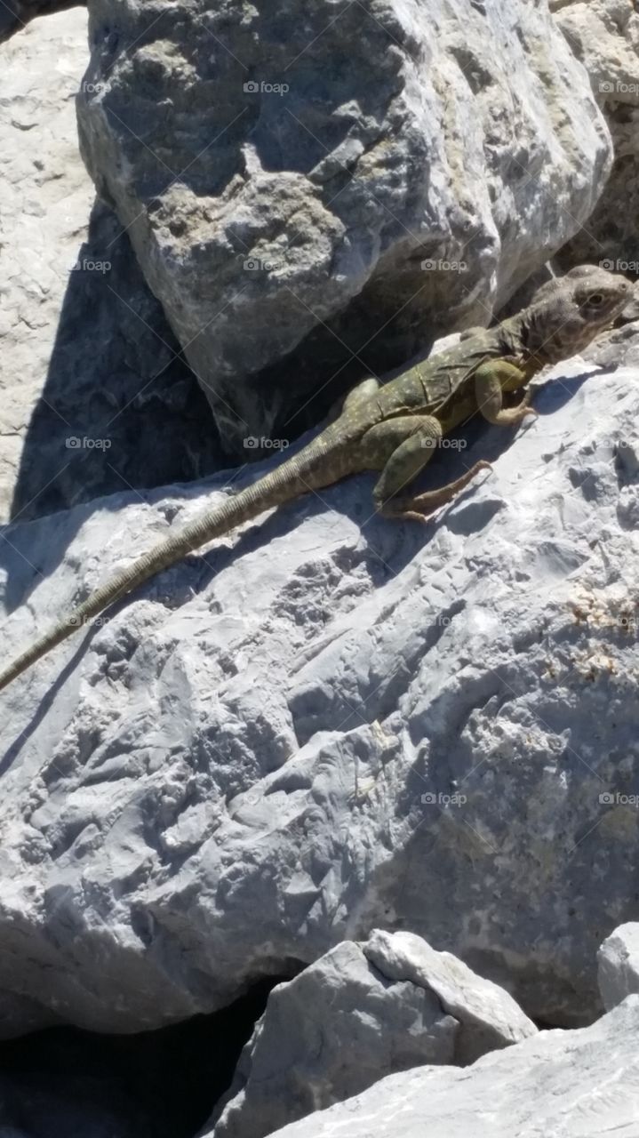 Sunning lizard Oklahoma! . There were several  of these guys at one of my work sites, I never know what I will find! took several  good pics!