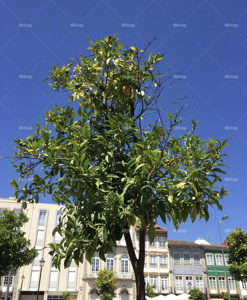 an oranges fruit tree in a city