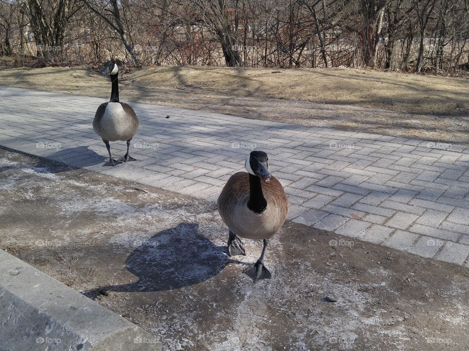 Canada Geese on the march