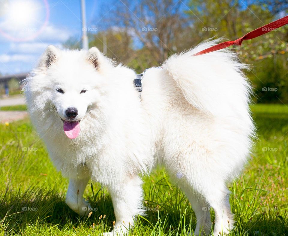 Hello. My name is LuLu