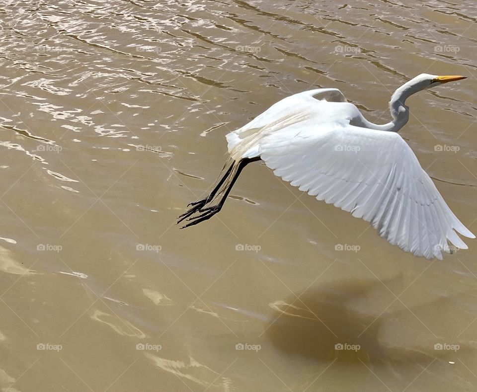 The busted! The heron flying over the waters muddied by the rain, which returned this Sunday.  Ah, this one about nature and her poses... O flagra! A garça voando sobre as águas enlameadas pela chuva, que voltou hoje. Ah, essa tal de natureza…