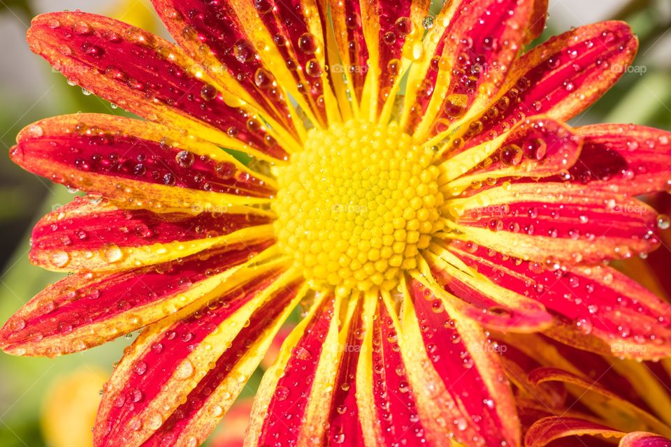 Beautiful Macro close-up colorful flower