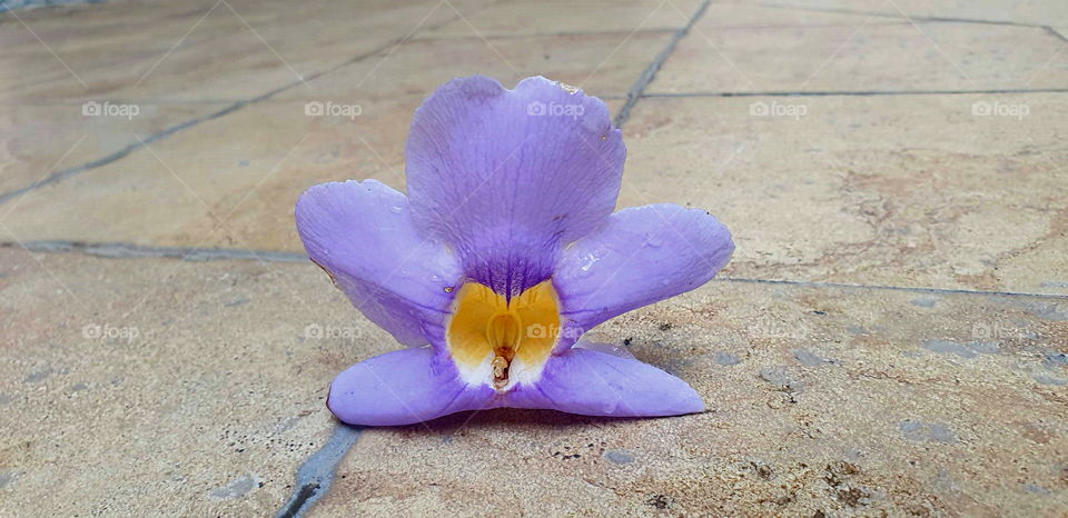 flower on the floor colors