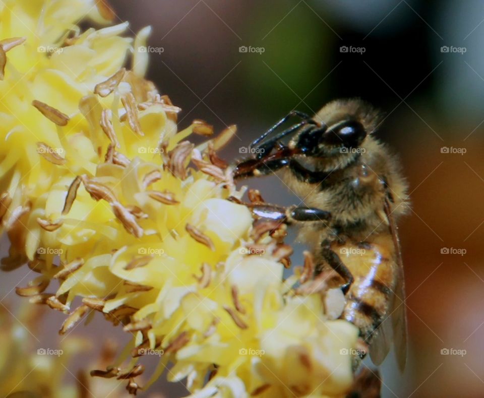 Winter bee