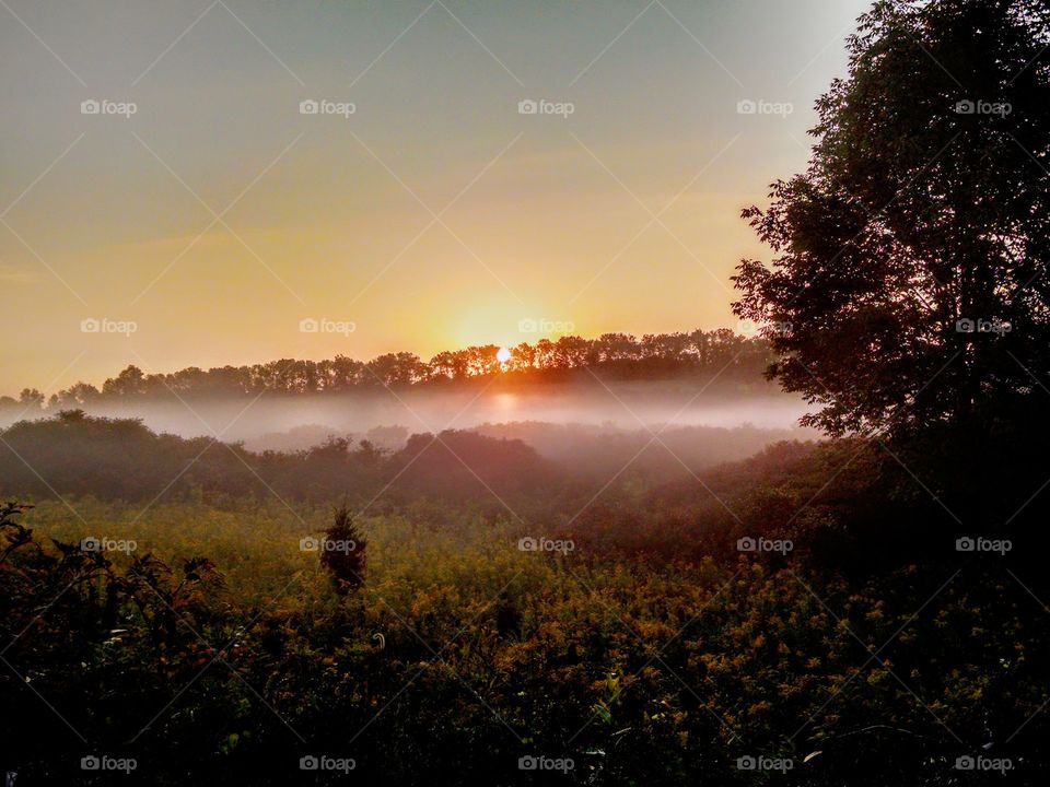 Fog over trees at dawn