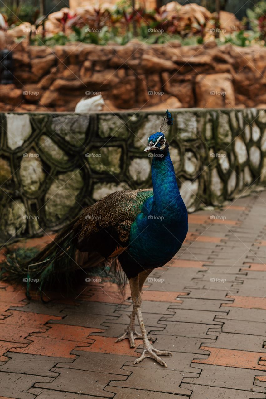 curious peacock. Birds in Malaysia 