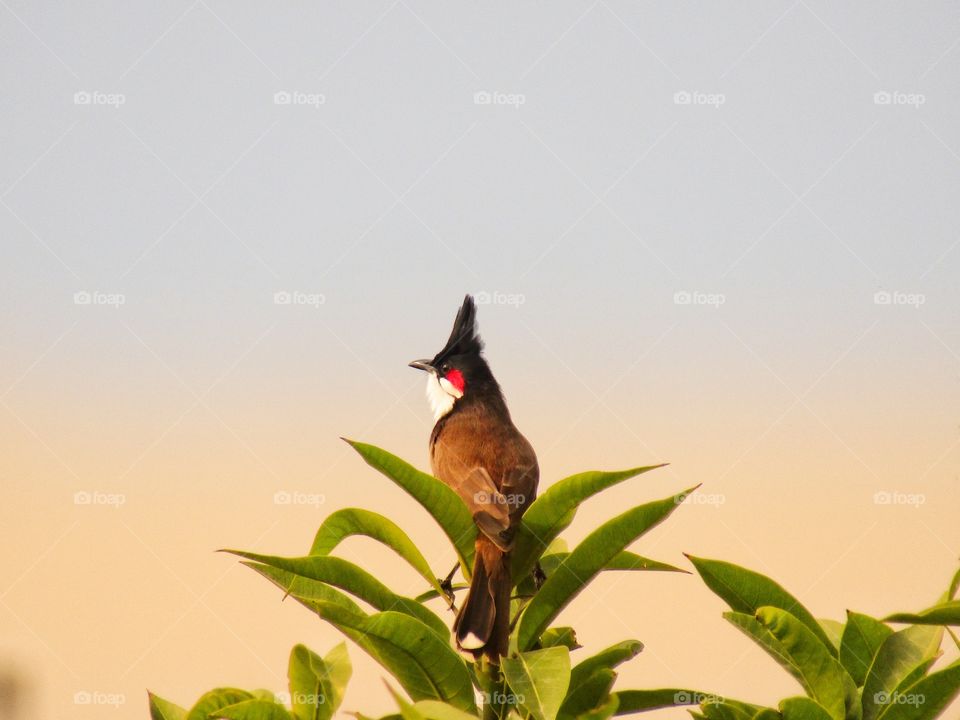 The red-whiskered bulbul  or Pycnonotus jocosus or bulbul bird or crested bulbul in India.