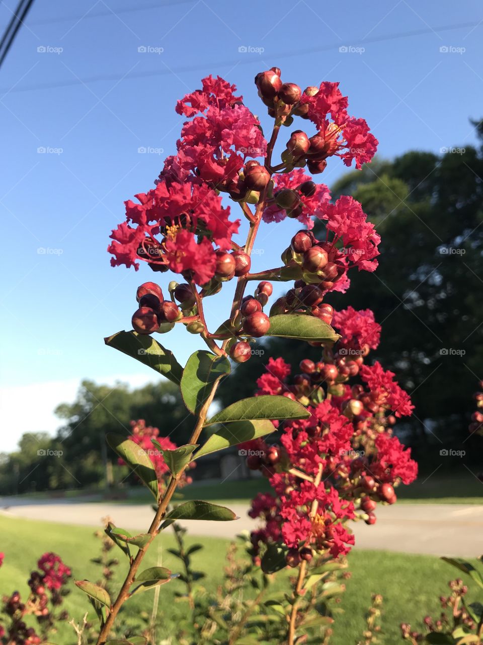 Crapemyrtle trees are starting to bloom!