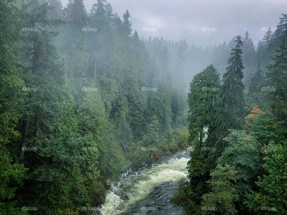 Greens and fog