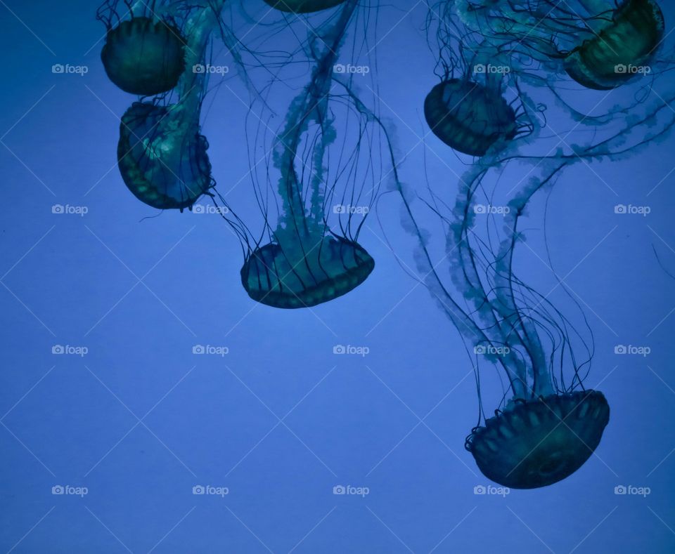 Blue Jelly at ripley's aquarium