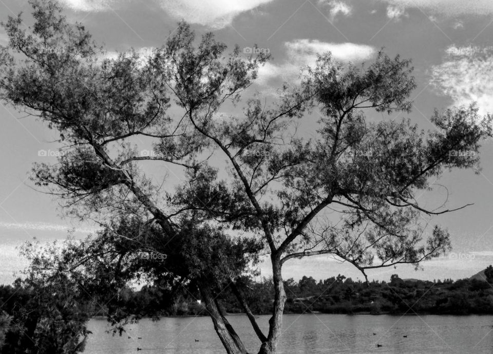 A Japanese stone pine on the shore of Lake Murray. La Mesa, CA.