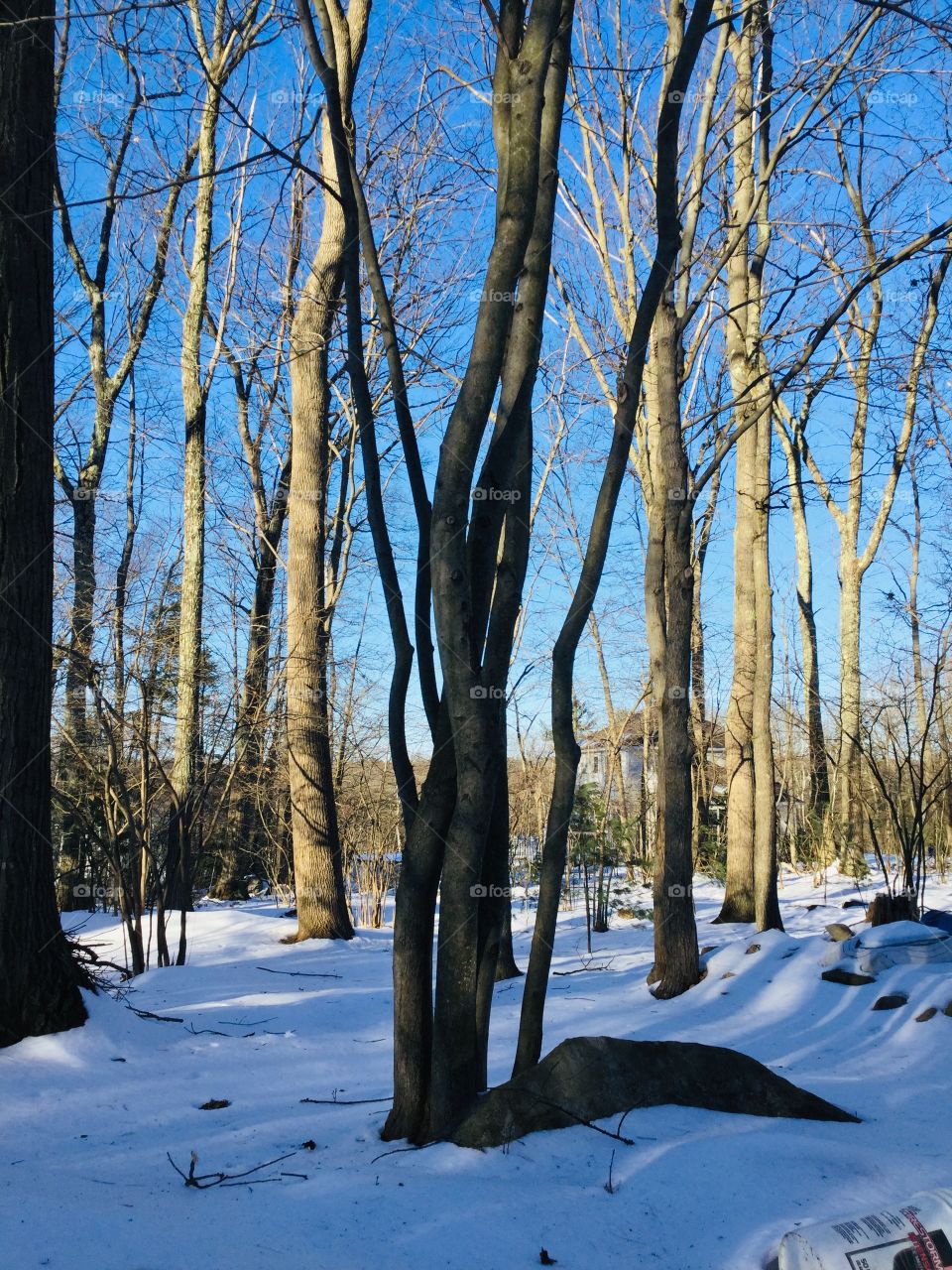 A whole lots of trees 