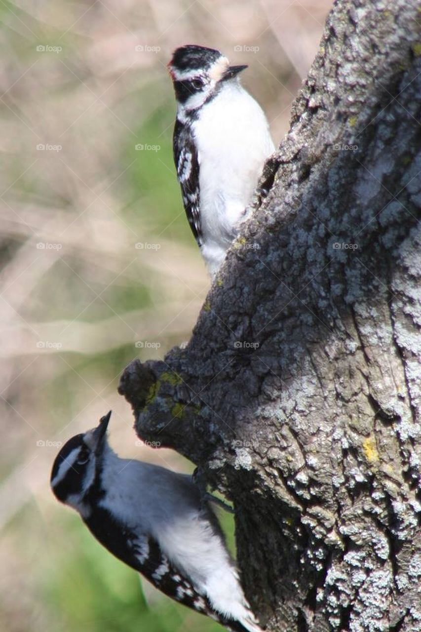 Double woodpecker